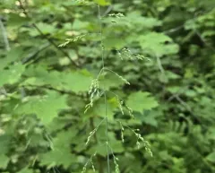 Wood Millet thumbnail 3