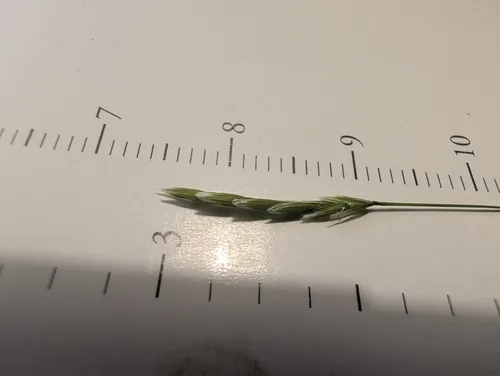 boreal manna grass