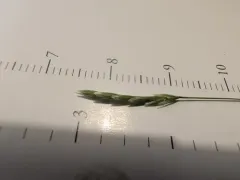 boreal manna grass thumbnail 1