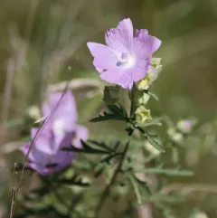 Greater Musk-mallow thumbnail 1