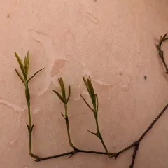 southern waternymph thumbnail 3