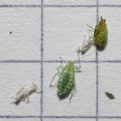 Mealy Plum Aphid thumbnail 4