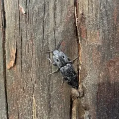 Western Eyed Click Beetle thumbnail 4