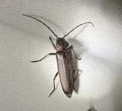 Pitted Longhorn Beetle thumbnail 3