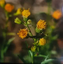 western rayless fleabane thumbnail 4
