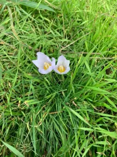 Kotschy's Crocus thumbnail 2