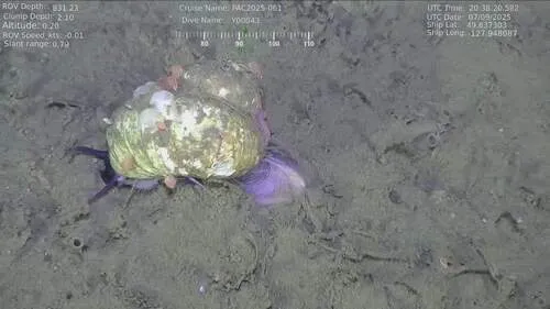 Bathybembix bairdii