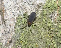 Eucrada humeralis thumbnail 4