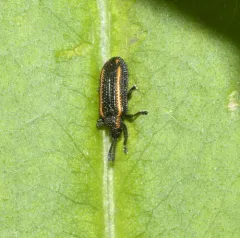 Microrhopala xerene thumbnail 4