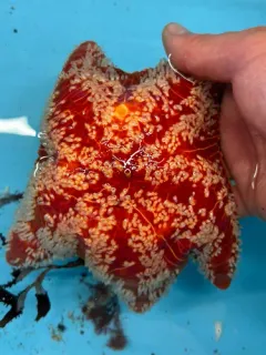 Red Cushion Star thumbnail 3