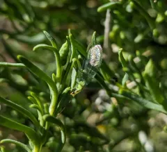 Chrysopa coloradensis thumbnail 4
