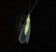 Four-spotted Green Lacewing thumbnail 4