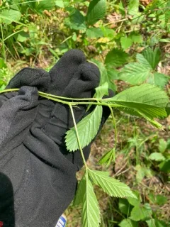 Green Mountain Blackberry thumbnail 4