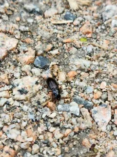 Harpalus cordifer thumbnail 3