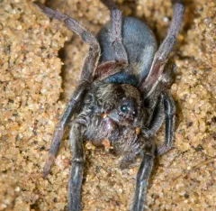 Geolycosa turricola thumbnail 4