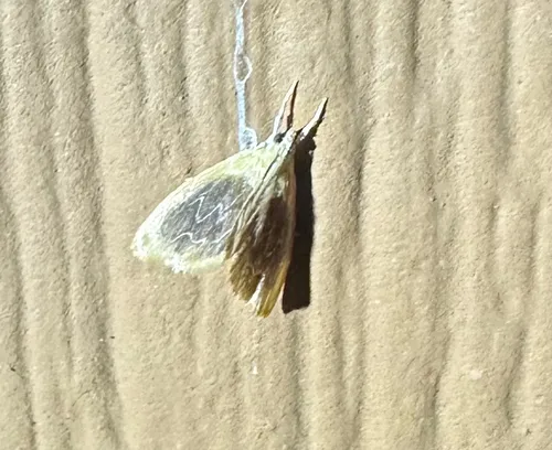 Glaphyria cappsi