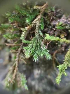 fan moss thumbnail 2