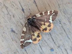 Lapland Tiger Moth thumbnail 4
