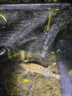 Mud Darter thumbnail 3