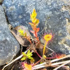 Bog St. John's-wort thumbnail 3
