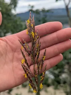 Pumpelly's Bromegrass thumbnail 3