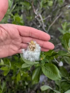 Richardson's willow thumbnail 4