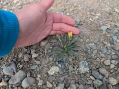 Alaska Dandelion thumbnail 4