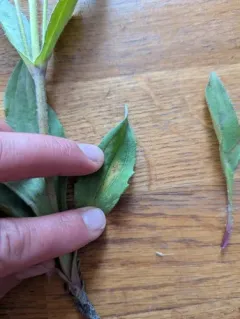 Northern Arnica thumbnail 4