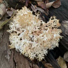 Coral tooth fungus thumbnail 3