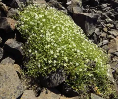Nuttall's sandwort thumbnail 4