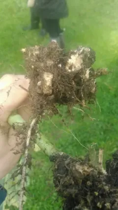 Plasmodiophora brassicae thumbnail 2