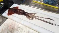 Boreal Clubhook Squid thumbnail 3