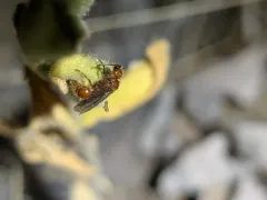 Sphaeropthalma unicolor thumbnail 4