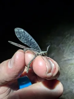 Dendroleon speciosus thumbnail 2