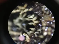 Eleutheromyces subulatus thumbnail 3