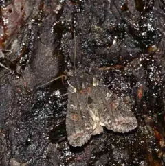 Plush-naped Pinion thumbnail 2