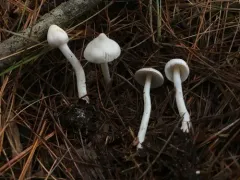 Inocybe sambucella thumbnail 4