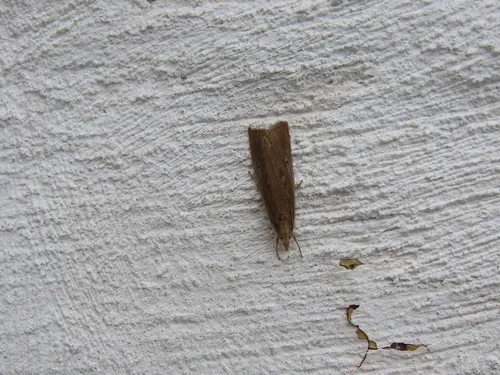 Thopeutis forbesellus