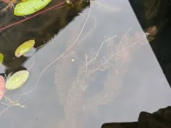 Alternate Water-milfoil thumbnail 4