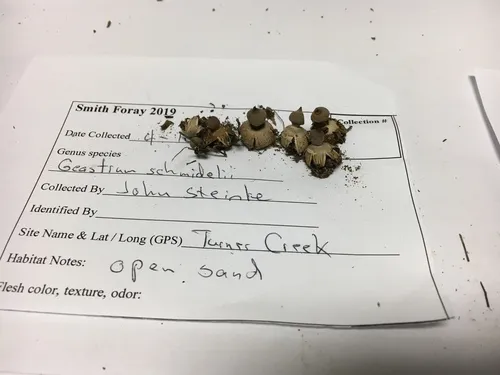 Dwarf Earthstar