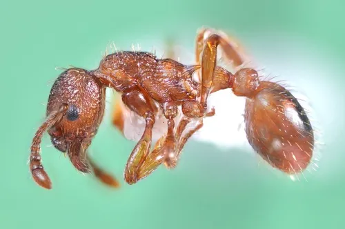 Myrmica rugulosa