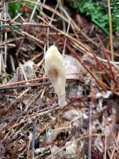 Clavariadelphus americanus thumbnail 3