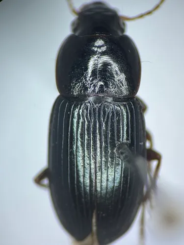 Selenophorus gagatinus