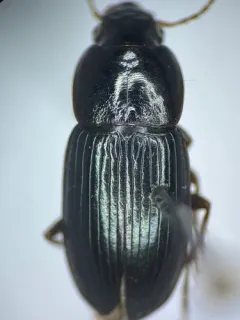 Selenophorus gagatinus thumbnail 1
