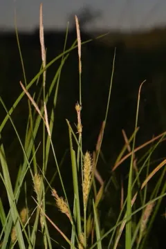Sheldon's sedge thumbnail 4