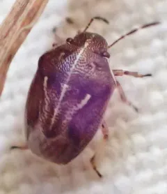 Neottiglossa undata thumbnail 2