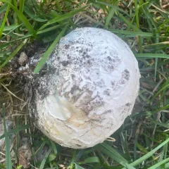 Corkstar Puffball thumbnail 4
