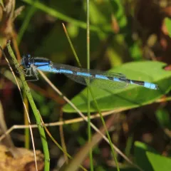 Familiar Bluet thumbnail 4