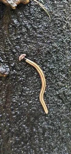 Wandering Hammerhead Worm