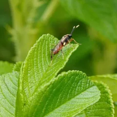 Macrophya varia thumbnail 3